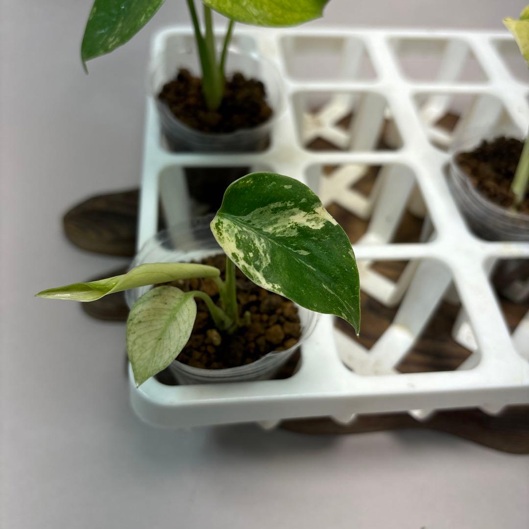 ち*え様 5株セットms54モンステラ バールマルクスフレーム