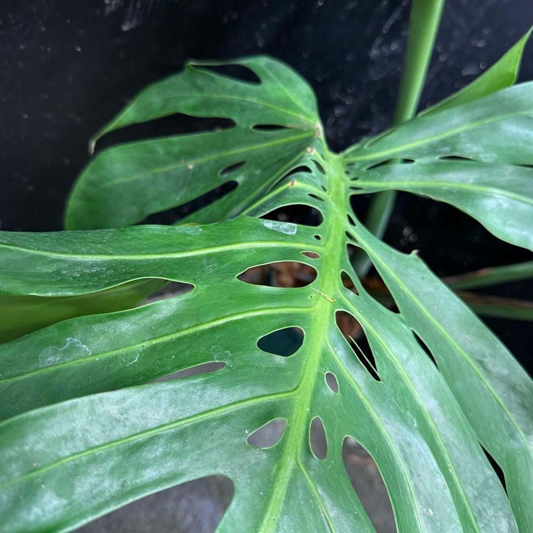 ば*ん様 モンステラデリシオーサマクロコズム超希少系統鉢植え103㎝