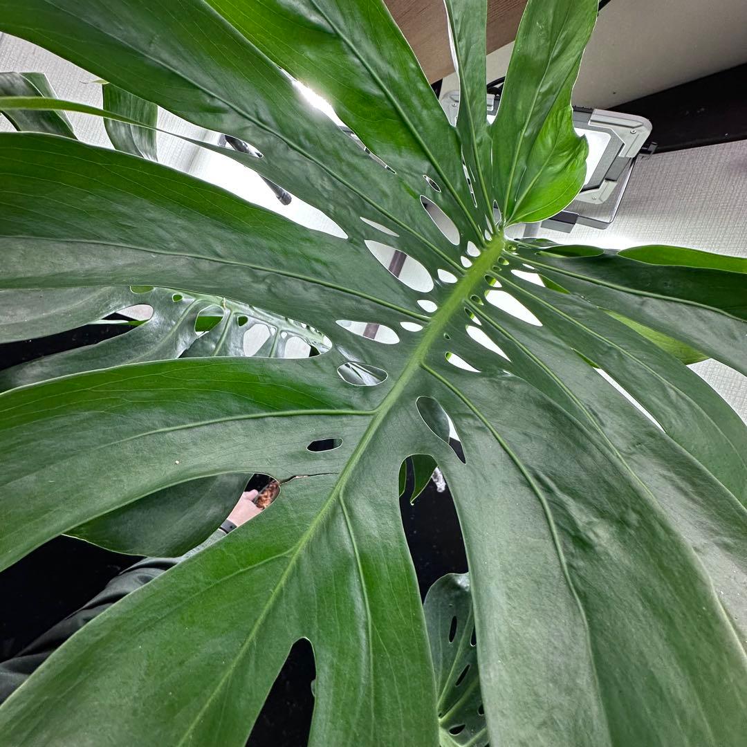 ば*ん様 モンステラデリシオーサマクロコズム超希少系統鉢植え103㎝