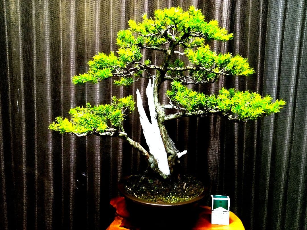 【樹高 53㎝ 一位盆栽】　　　　　⭕ゴエモン様、専用❗