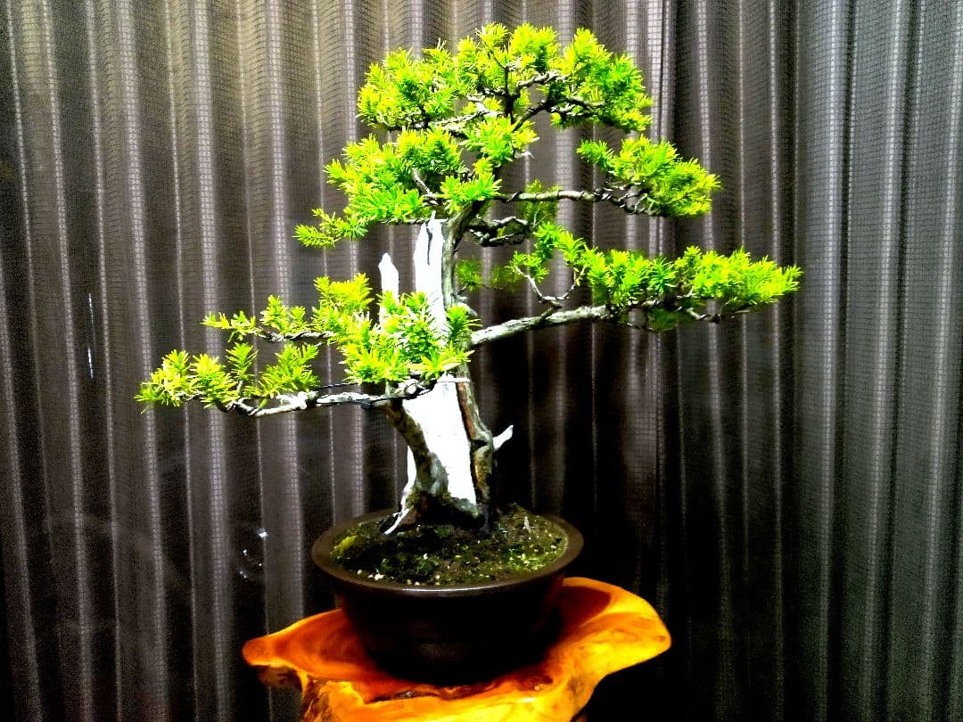 【樹高 53㎝ 一位盆栽】　　　　　⭕ゴエモン様、専用❗