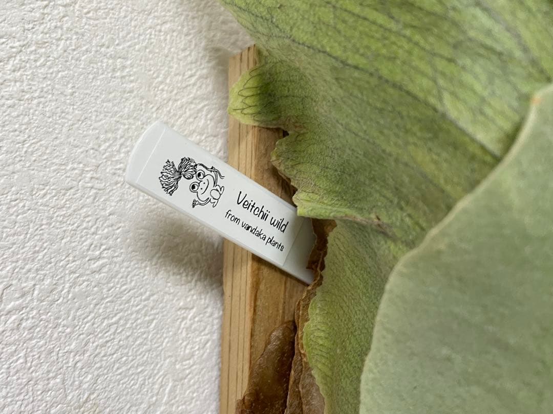 親株 オリジナル veitchii wild ベイチー ワイルド ビカクシダoc