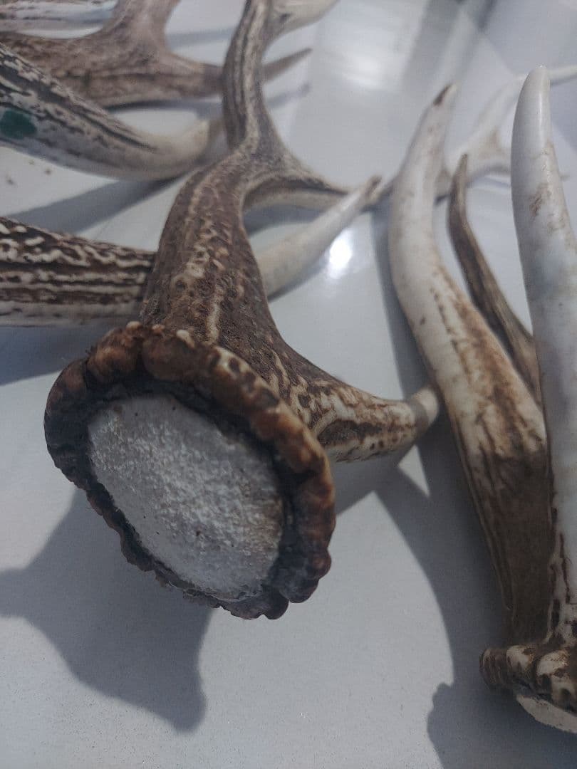 蝦夷鹿角　おまとめ　6本　大きさ色々