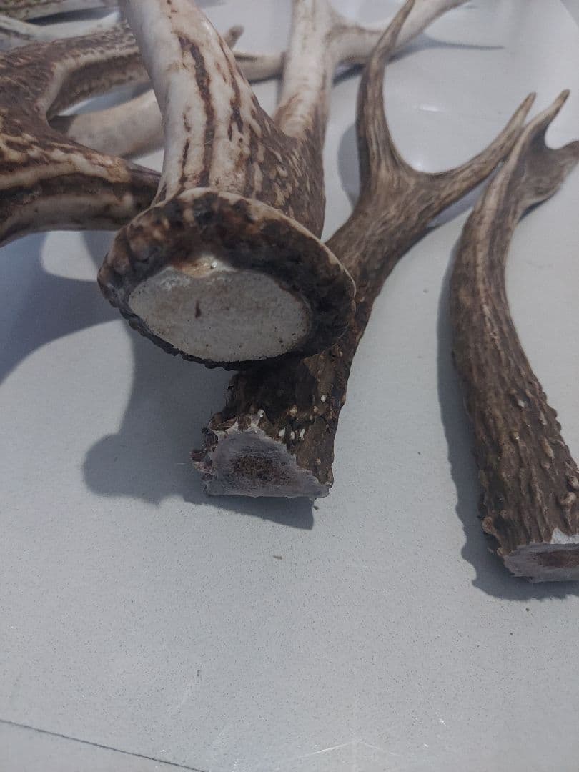 蝦夷鹿角　おまとめ　6本　大きさ色々