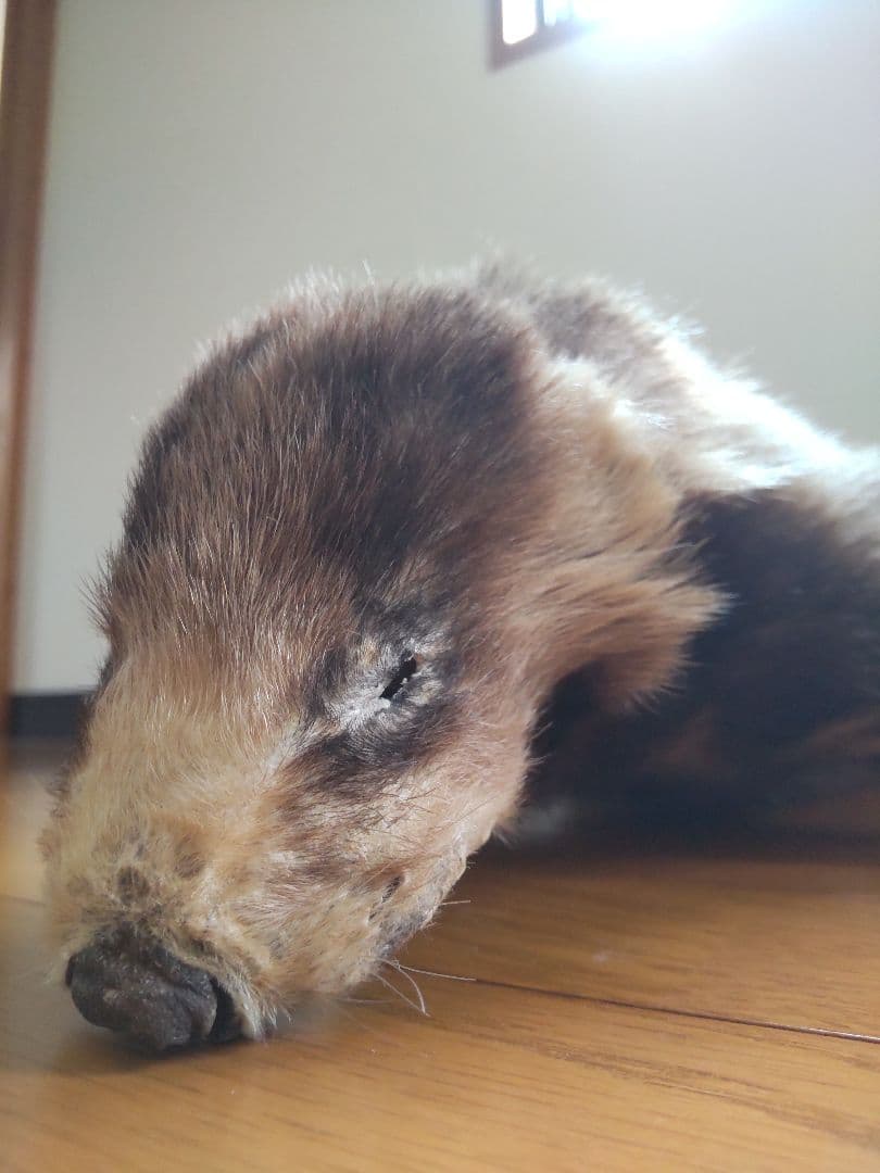 アナグマの鞣し毛皮[ハンドメイド]