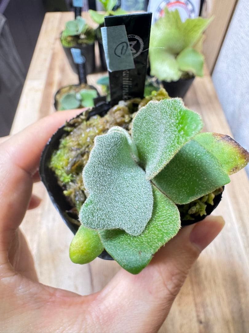 willinckii Fly dwarf 確定① オマケ付き