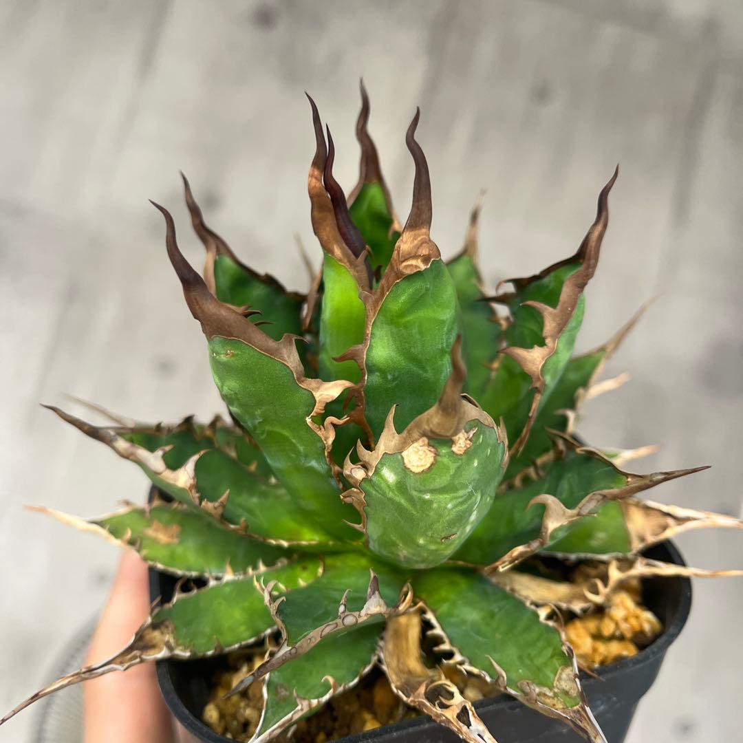 H*h様 アガベ ホリダ実生選抜抜き苗発送