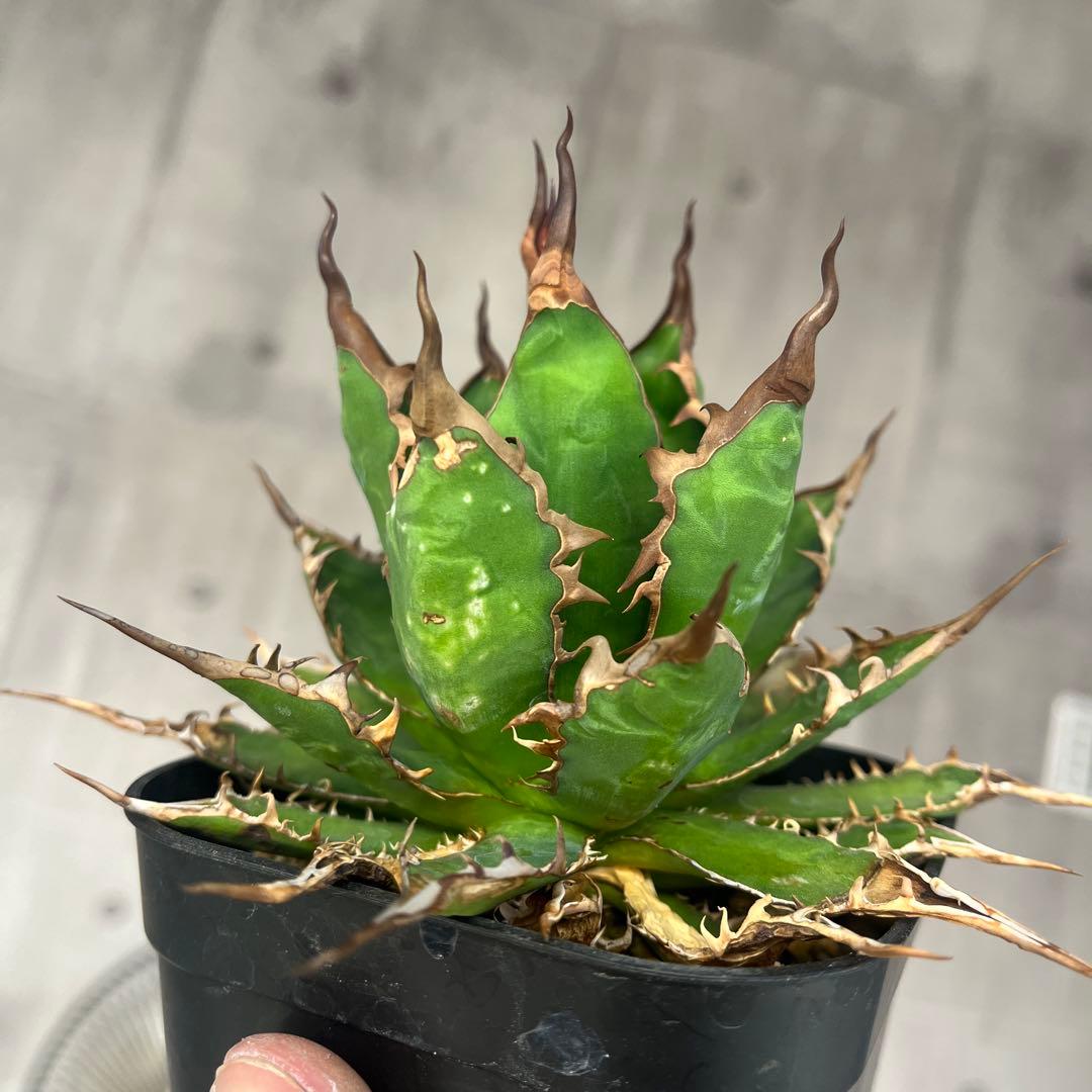 H*h様 アガベ ホリダ実生選抜抜き苗発送