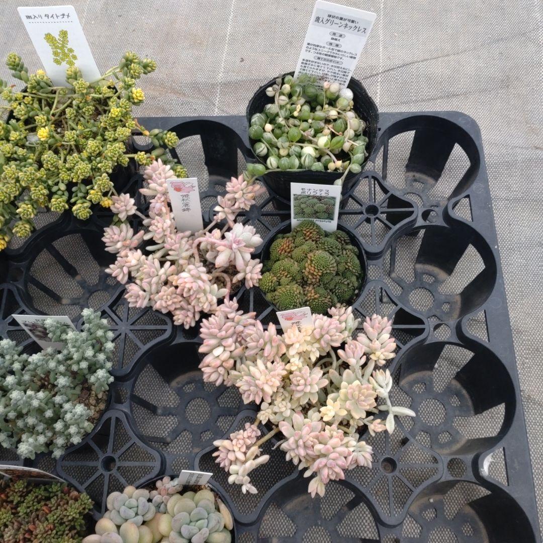 とんこさん専用