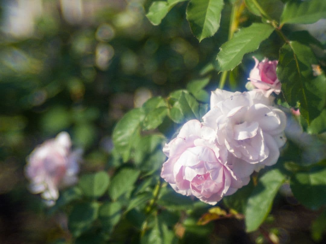 ZUNOW-ELMO Cine 38mm F1.1 Dマウントレンズ作例あり