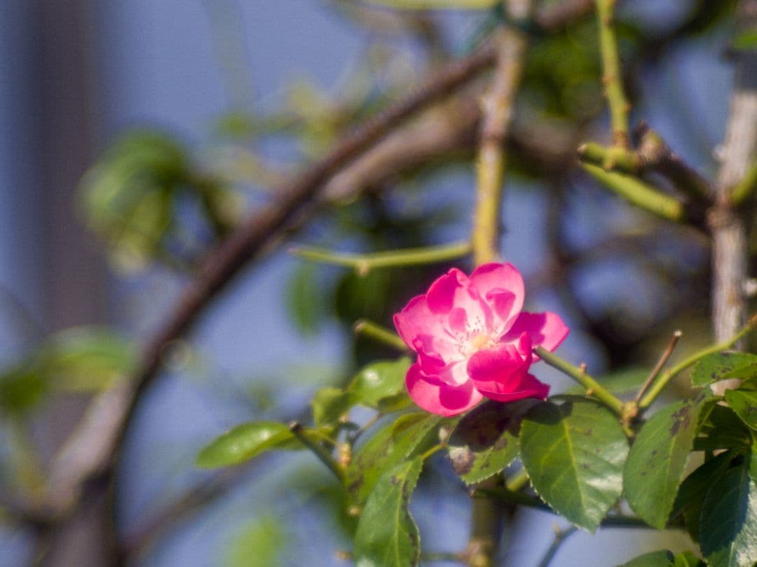 ZUNOW-ELMO Cine 38mm F1.1 Dマウントレンズ作例あり