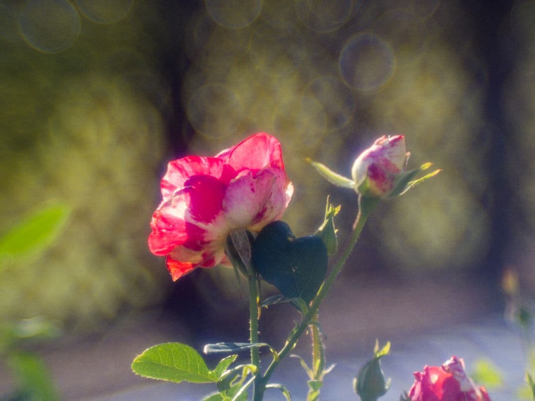 ZUNOW-ELMO Cine 38mm F1.1 Dマウントレンズ作例あり