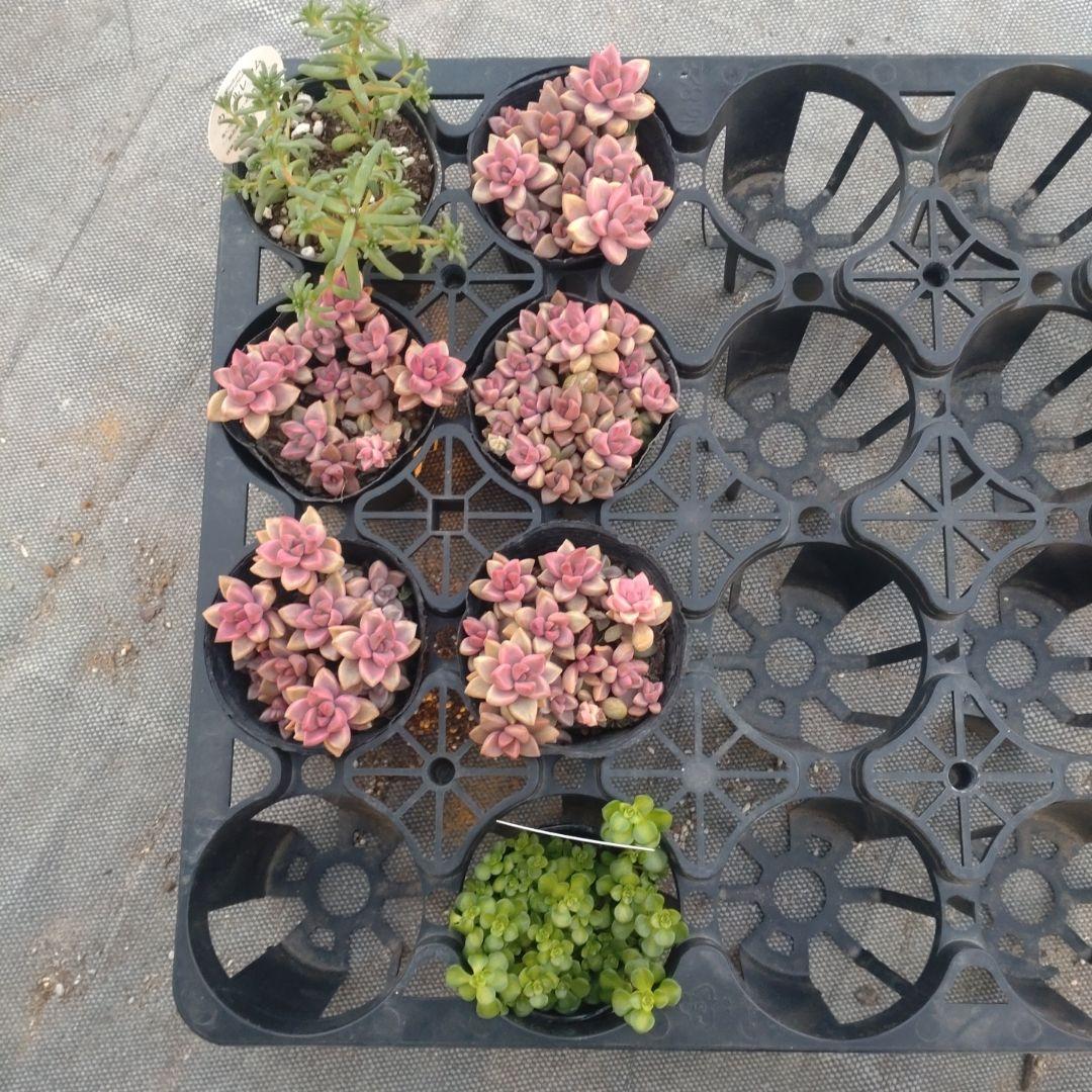 Chikoꕤ︎︎·͜·さん専用