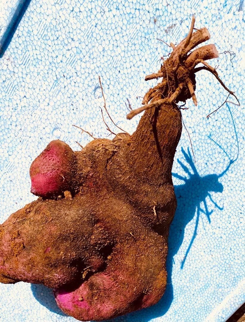 hisae専用紫山芋