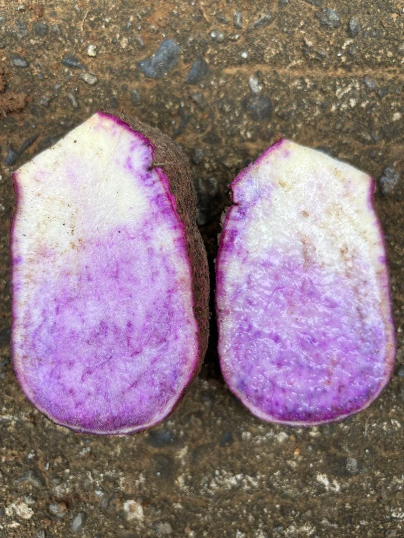 hisae専用紫山芋