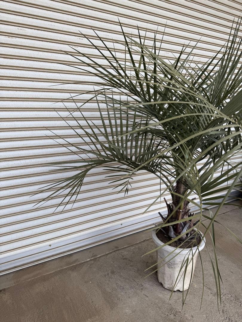 送料込み　ココスヤシ　シルバーリーフ　形状良　幹太　鉢植え　庭木　シンボルツリー