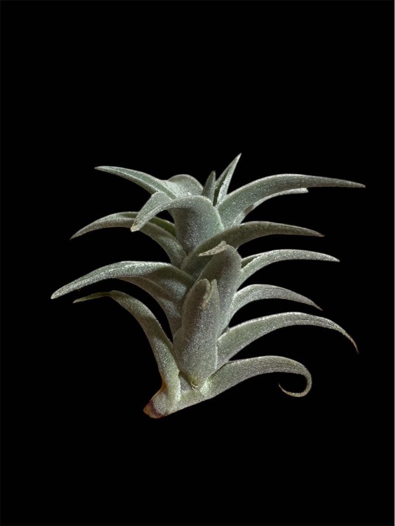 エディシアエ　シルバーフォームedithiae Silver Form