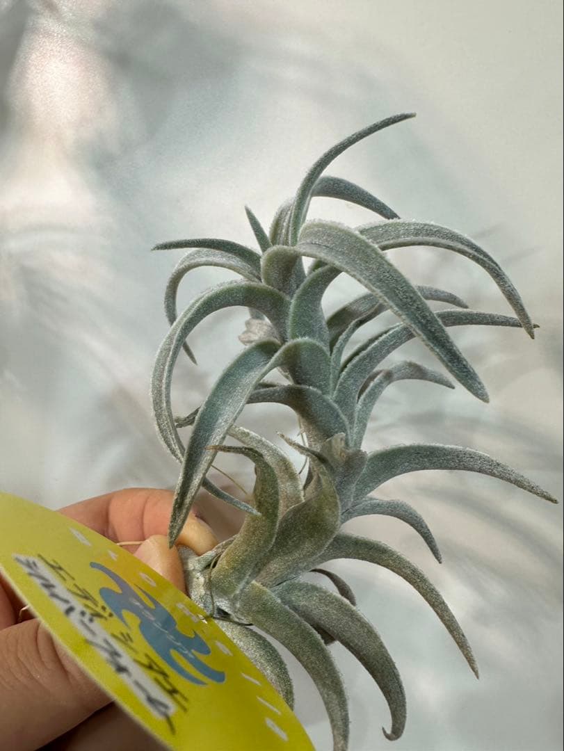 エディシアエ　シルバーフォームedithiae Silver Form