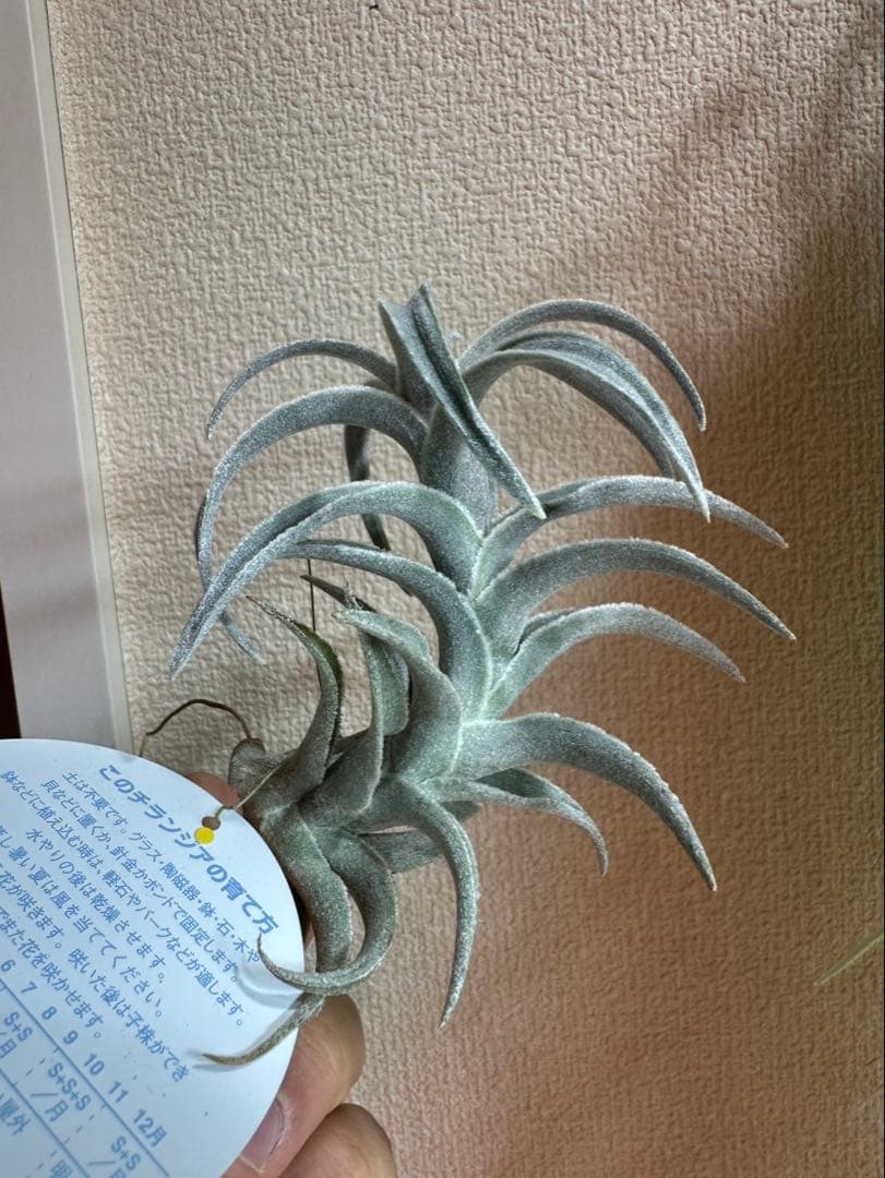 エディシアエ　シルバーフォームedithiae Silver Form