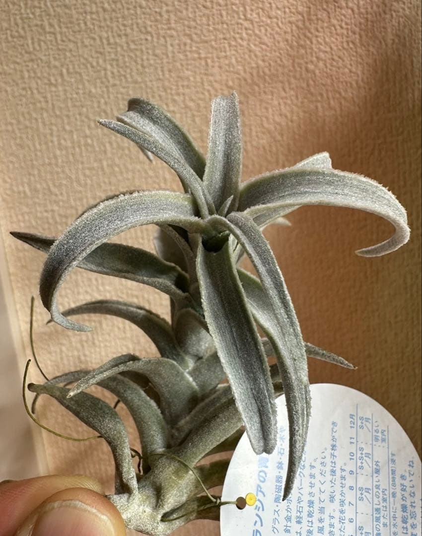 エディシアエ　シルバーフォームedithiae Silver Form