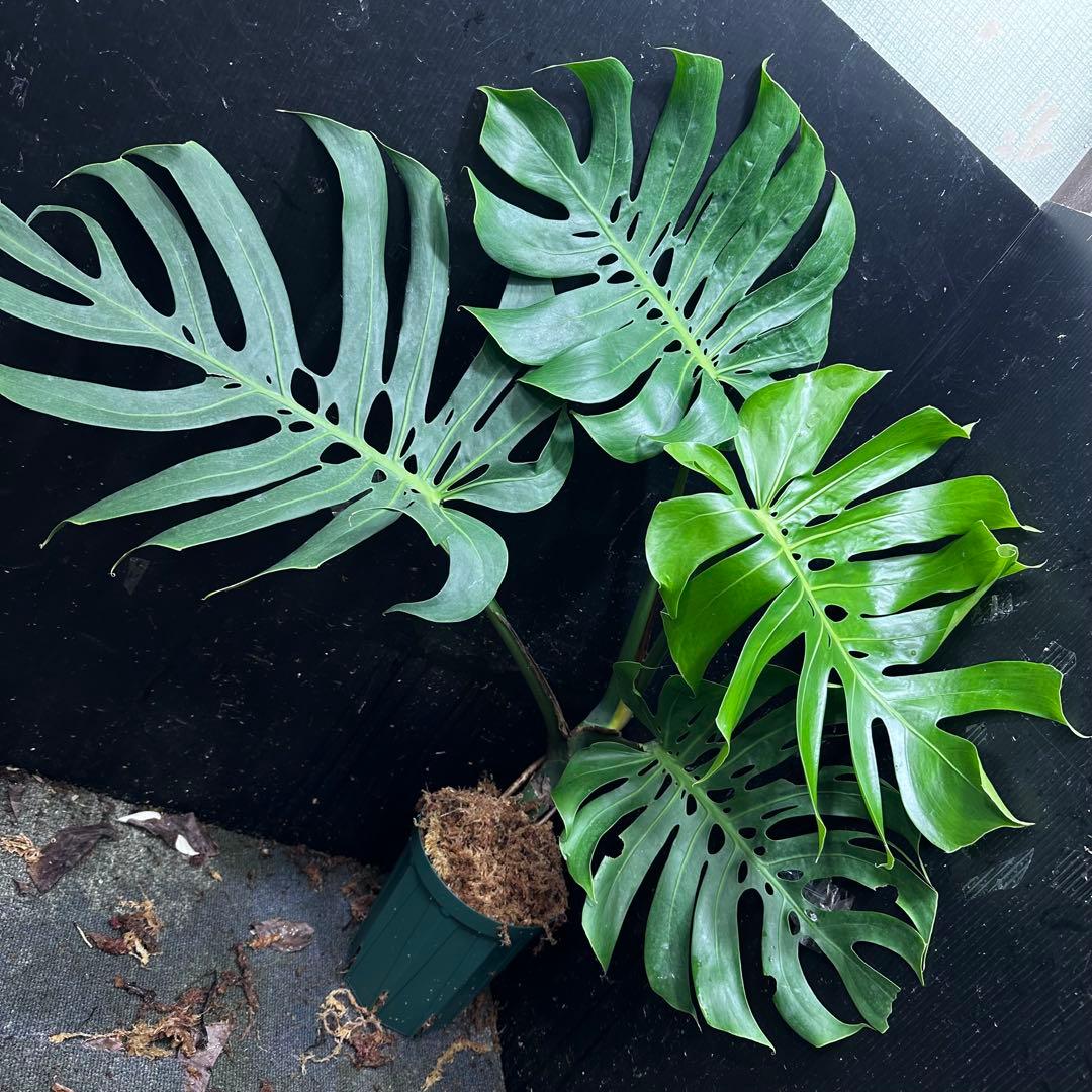 n*l様 モンステラデリシオーサマクロコズム超希少系統鉢植え83㎝