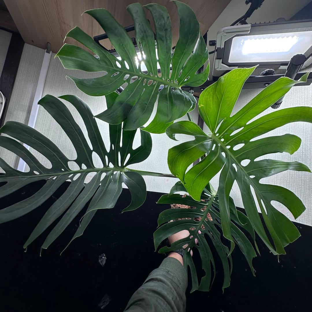 n*l様 モンステラデリシオーサマクロコズム超希少系統鉢植え83㎝