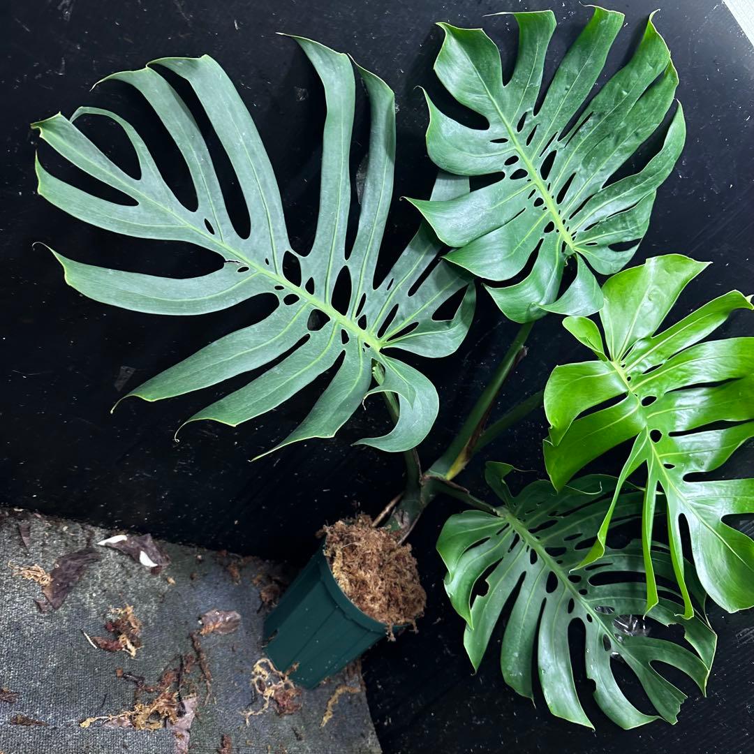 n*l様 モンステラデリシオーサマクロコズム超希少系統鉢植え83㎝