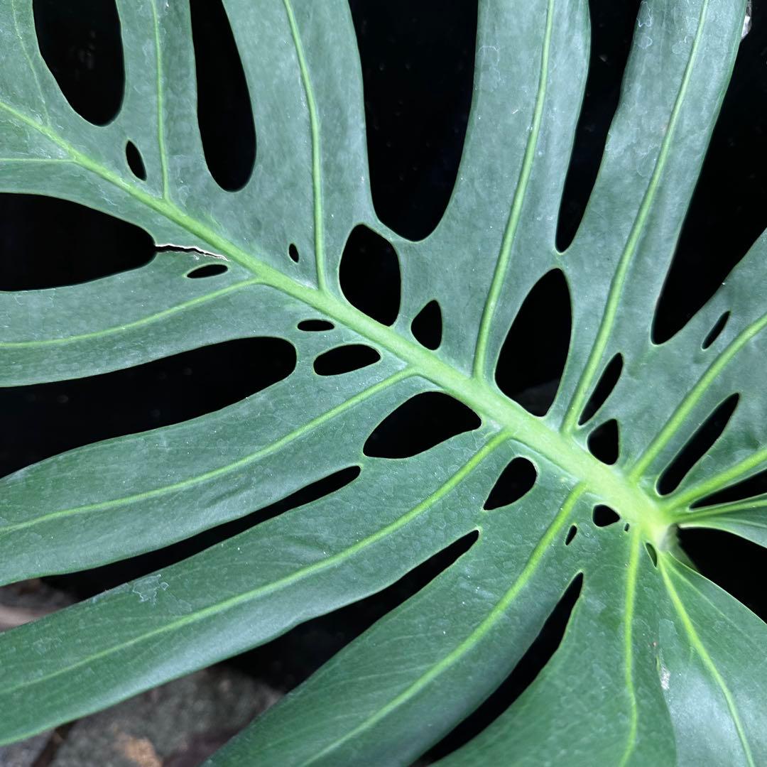 n*l様 モンステラデリシオーサマクロコズム超希少系統鉢植え83㎝