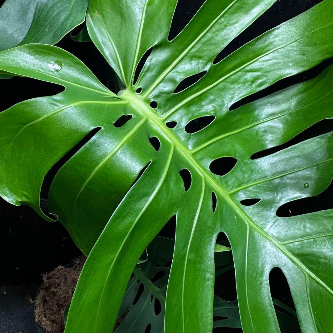 n*l様 モンステラデリシオーサマクロコズム超希少系統鉢植え83㎝