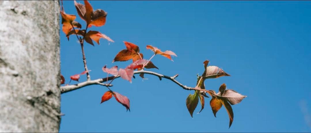 VILTROX AF 85mm F1.8 II ソニーE用　29日出品停止