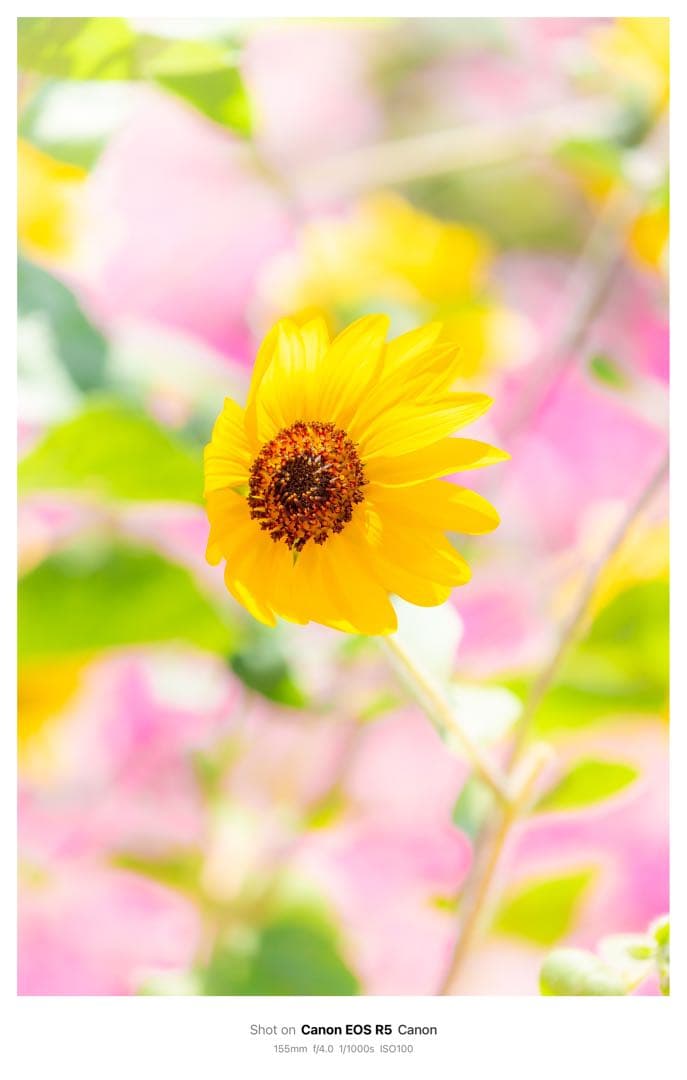 デジタルカメラ CANON EF 70-200mm F4L IS USM