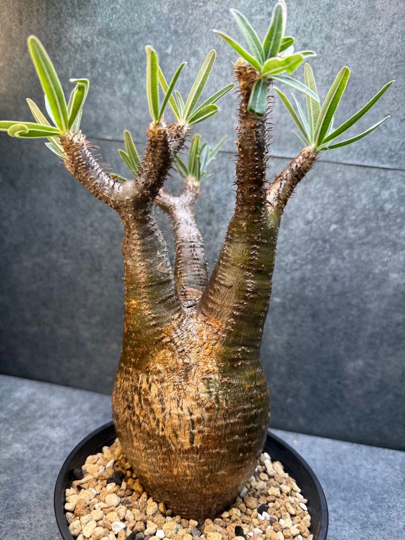 パキポディウム　グラキリス　現地球　発根済み　現14