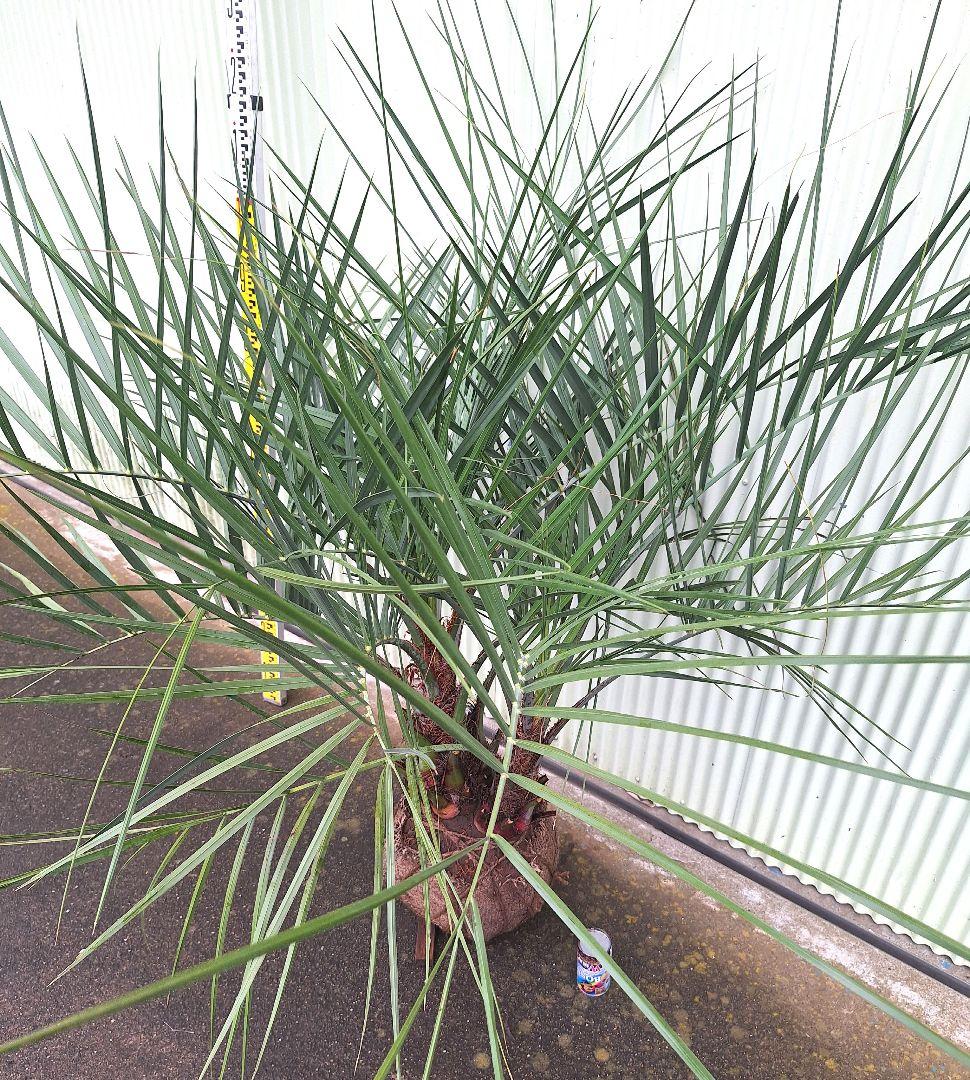 ココスヤシ　(338)　シルバーリーフ2株立ち