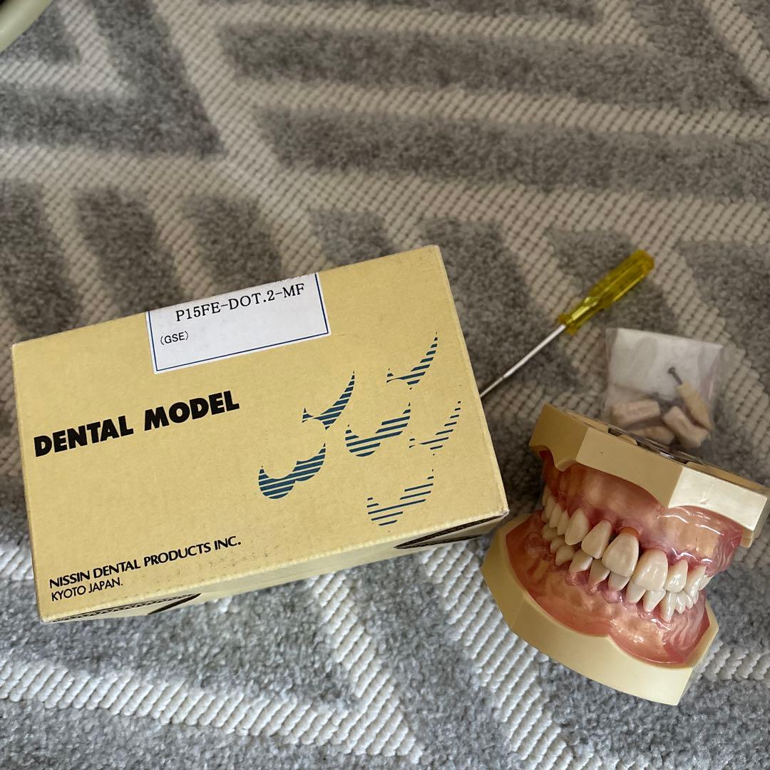 ニッシン顎模型