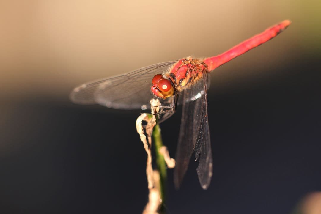 キヤノン EF100mm F2.8L MACRO IS USM