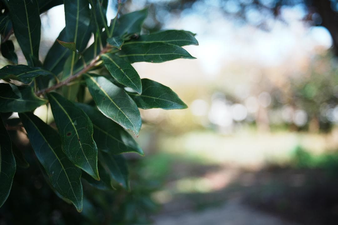 【希少富岡光学製】動作◎ XR RIKENON 35mm f2.8 718