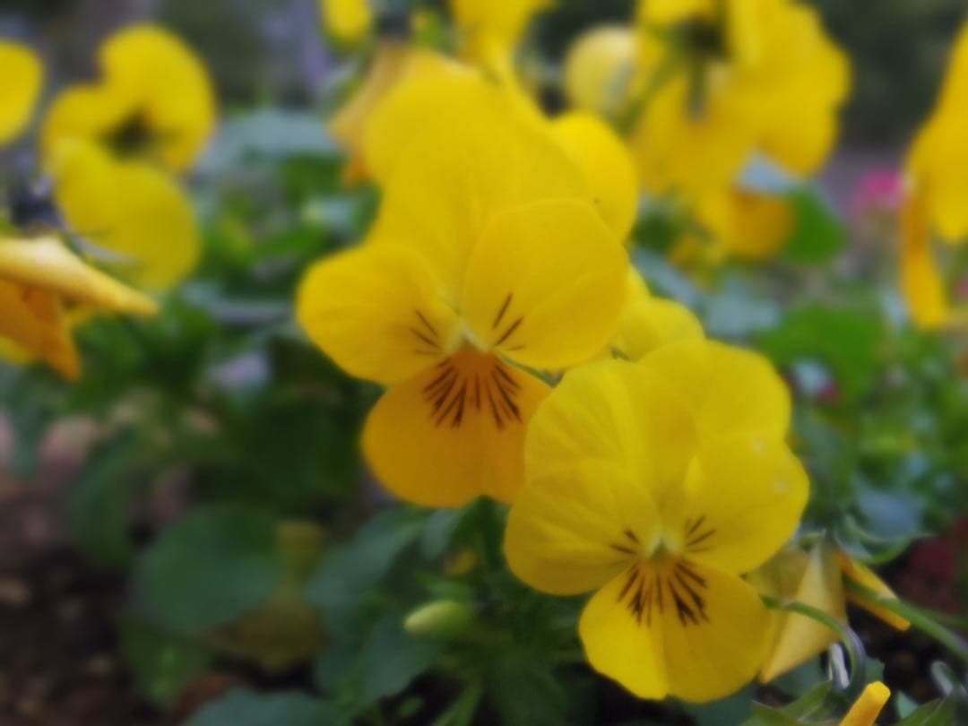 セール　PENTAX Q レンズ2本セット　スマホ転送、作例あり