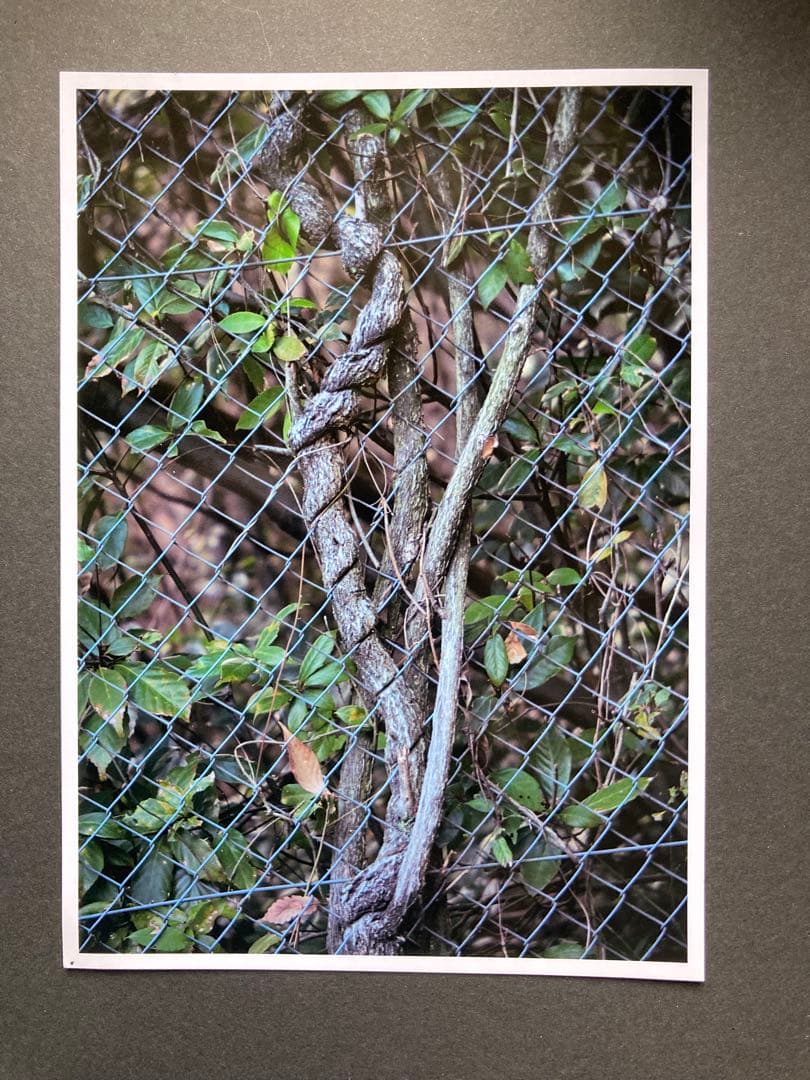 コムラー　105mmＬマウントレンズ