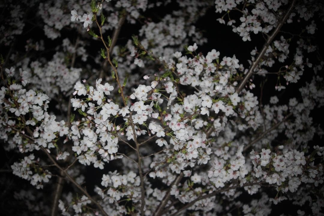 作例あり❗️手振れ補正⭐️超望遠⭐️Canon EF-S 55-250mm IS