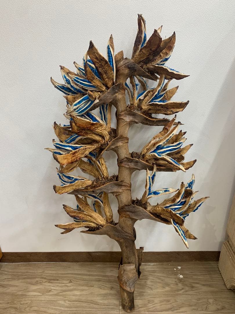 旅人の木特大茎長め　A級品８節