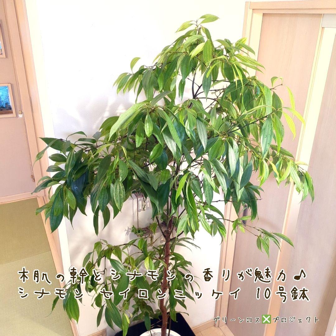 【マーロウ⚠群馬県】シナモンの香りが魅力♪シナモンセイロンニッケイ10号鉢