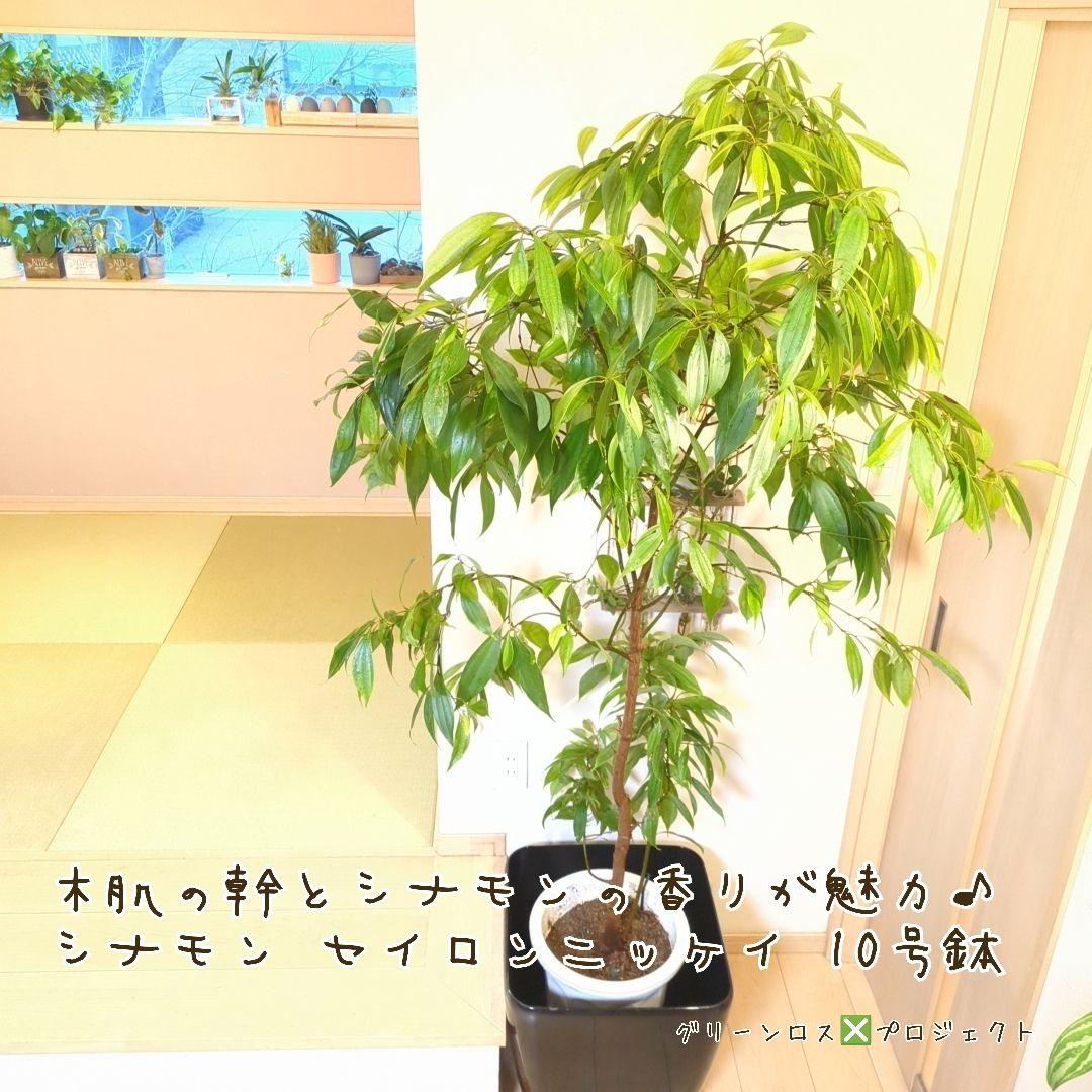 【マーロウ⚠群馬県】シナモンの香りが魅力♪シナモンセイロンニッケイ10号鉢