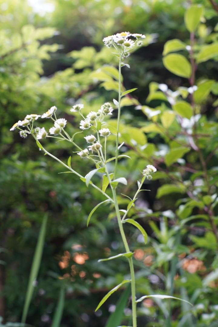 Nikon Ai改 NIKKOR 105mm F2.5