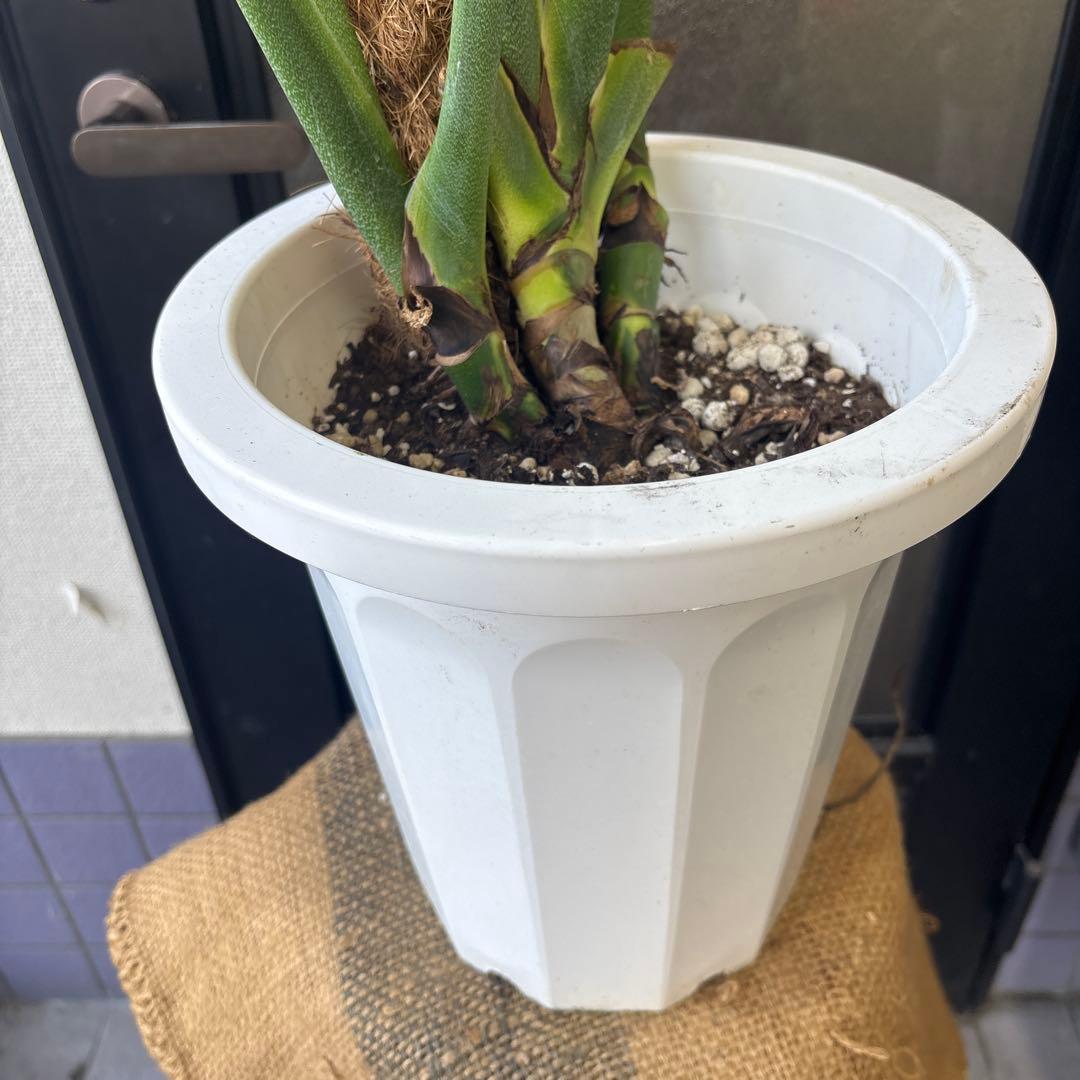 超希少　モンステラ　ジェイドウィング　8号　105cm程度　観葉植物