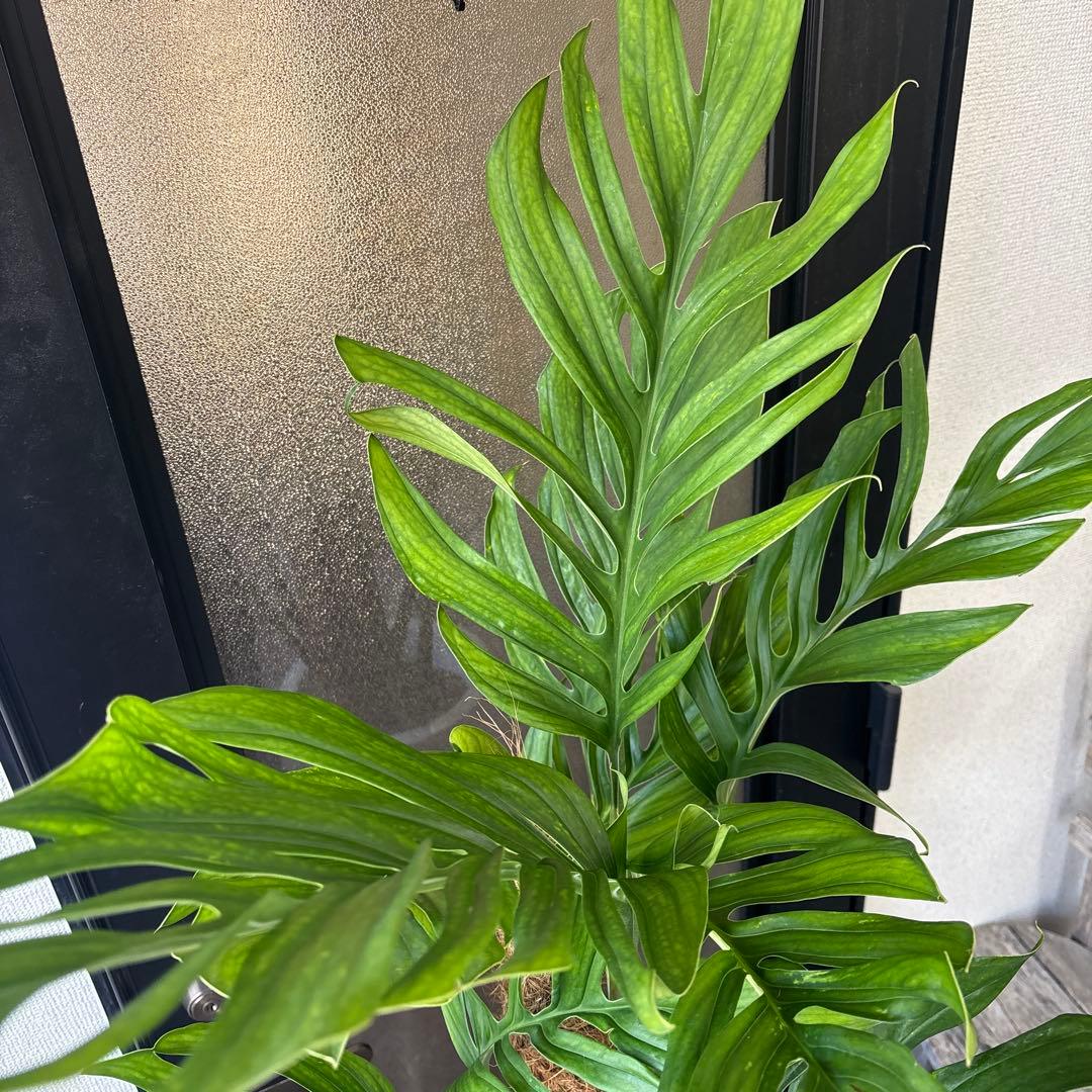 超希少　モンステラ　ジェイドウィング　8号　105cm程度　観葉植物