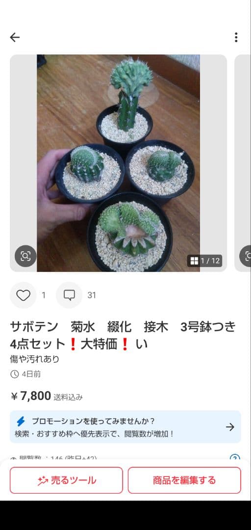 メルモ☆彡ユキエ　梅咲き分け５号鉢つき 菊水綴化　接木　3号鉢つき　計5鉢