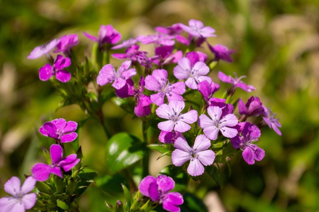 「ややなみん」【黒死病対策済】PENTAX K-r ホワイト