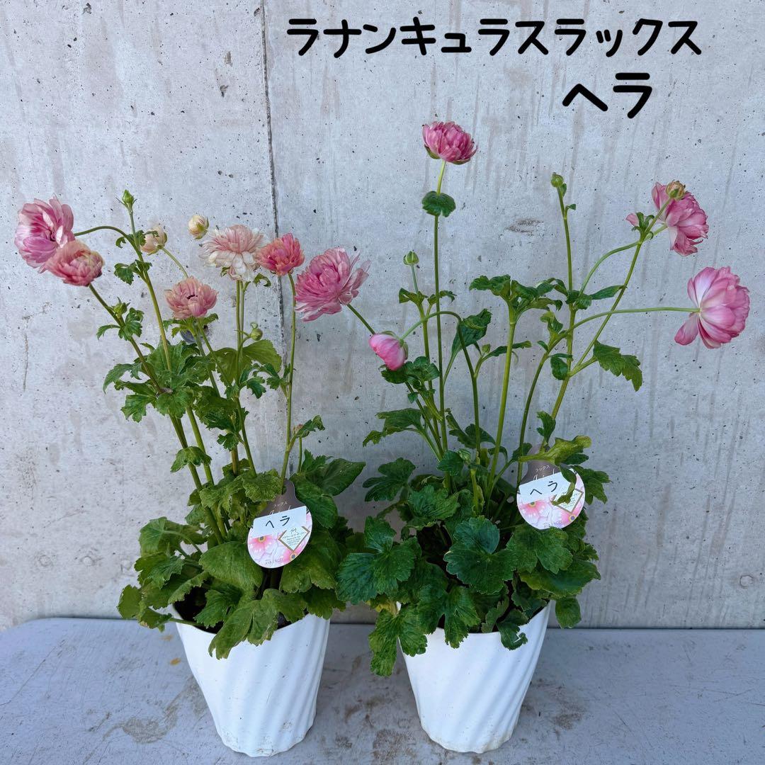 hiroakin様　ラナンキュラスラックス　ヘラ　2鉢