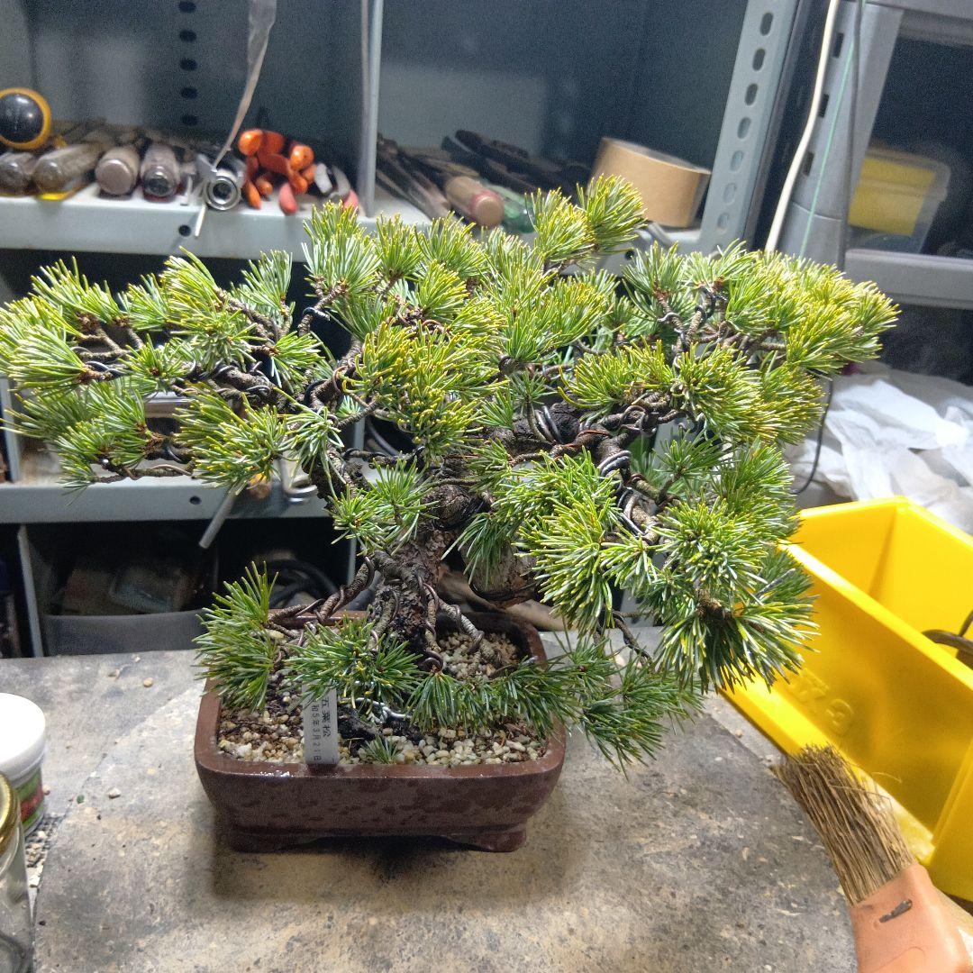 八房五葉松（かなり年数持ち込み古い）