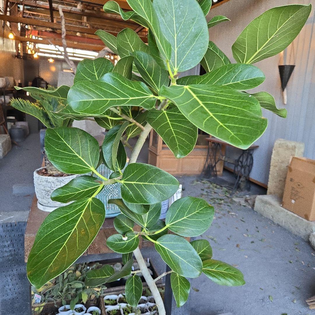 ⑭　フィカス　ベンガレンシ　曲がり仕立て８号特大苗木最高等級極上品‼️